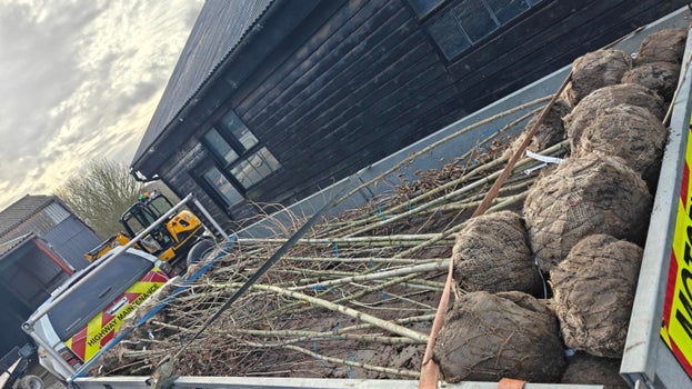 Image of standard trees in a trailer awaiting planting